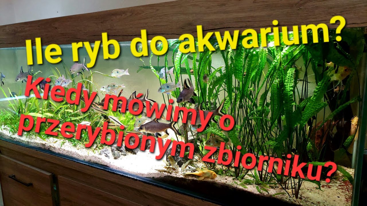 Ile ryb do akwarium?. Kiedy mówimy o przerybionym zbiorniku?