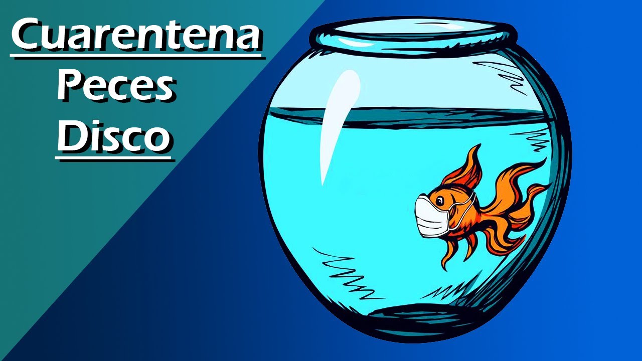 132🌐💢.- ¿Cómo HACER la CUARENTENA a los PECES DISCO? 🐟 Paso a paso ANTES del acuario