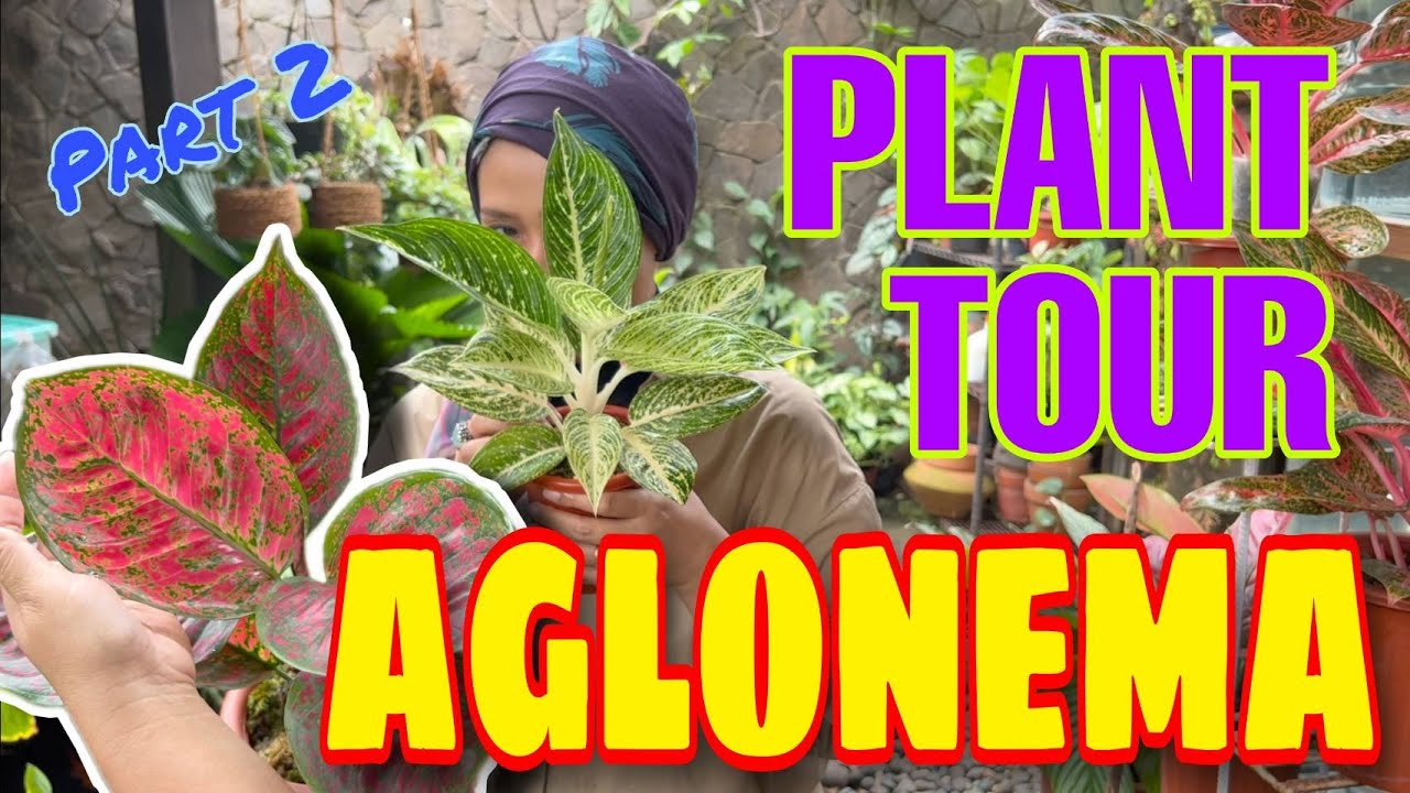 #PlantTour Aglonema (Part 2)