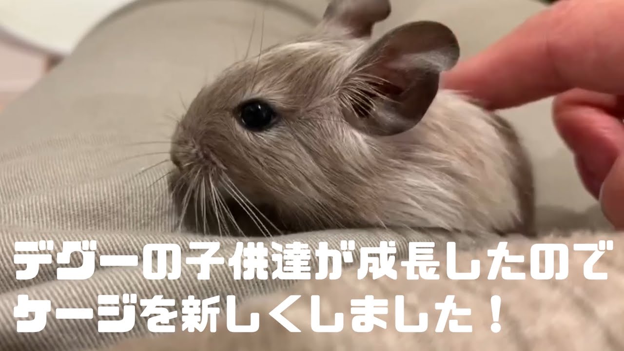 デグーの子供達のケージを新しくしました！
