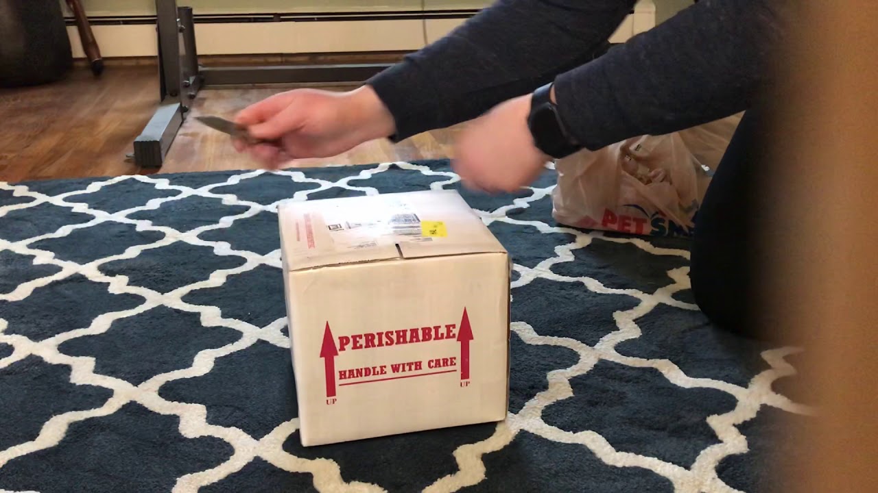 BEL Ball Python Unboxing