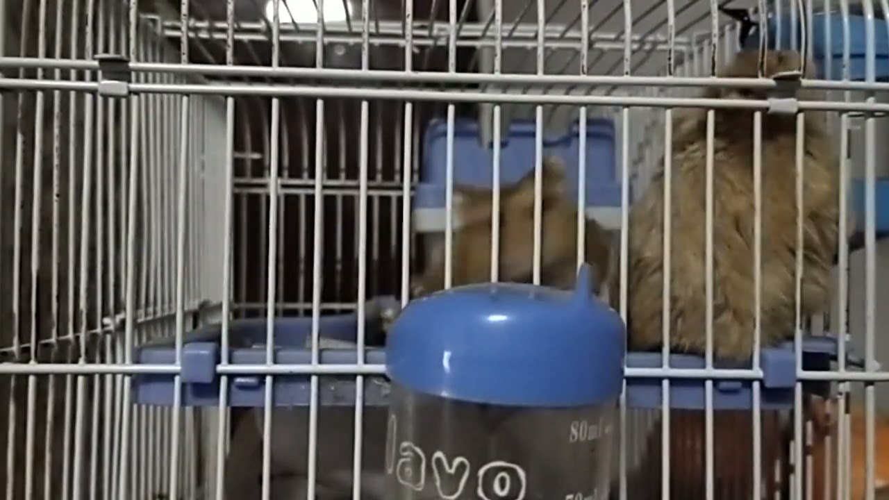 Hamster🐹ku Pintar..Bergerak Mengikuti Irama Lagu