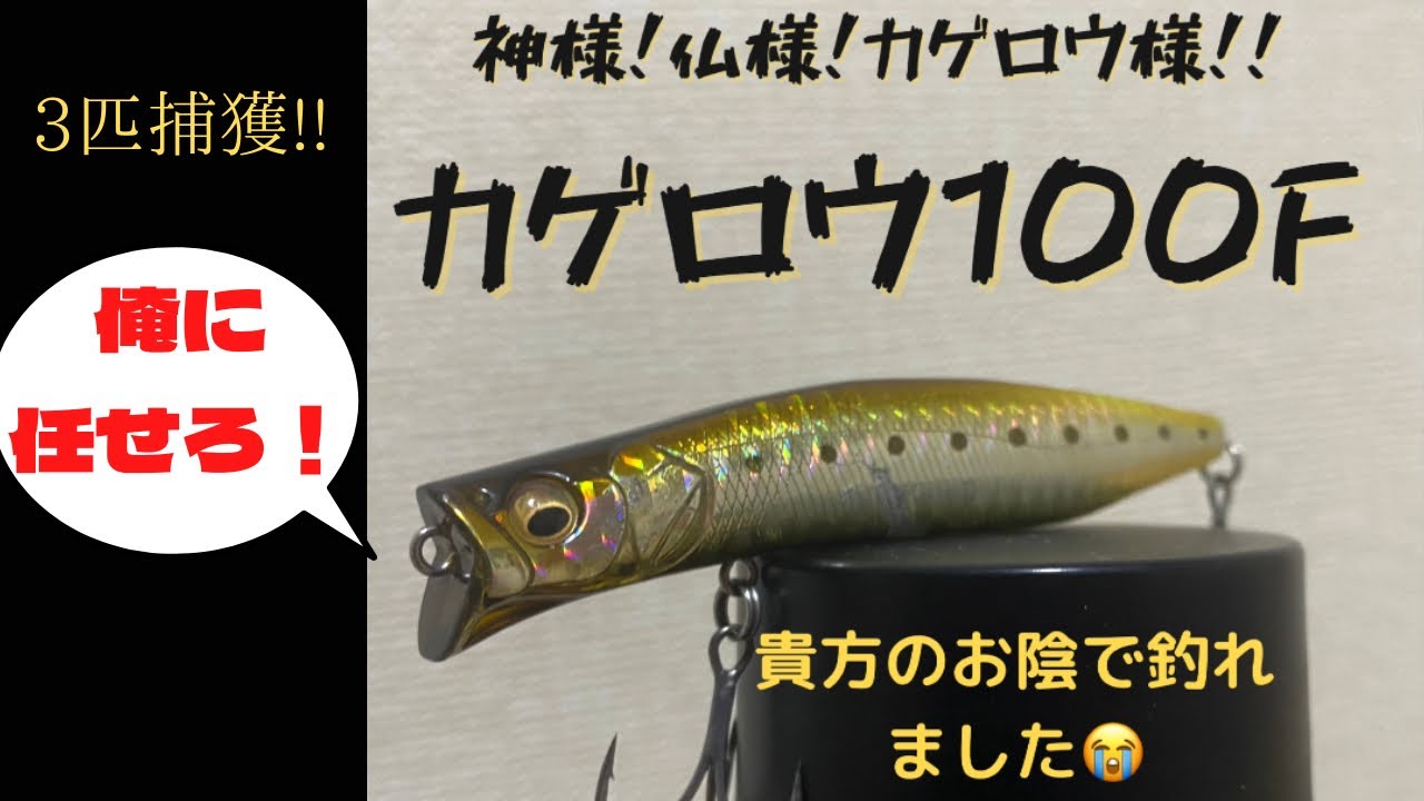【カゲロウ100F】ナイスシーバス3匹捕獲！！！＋1バラし