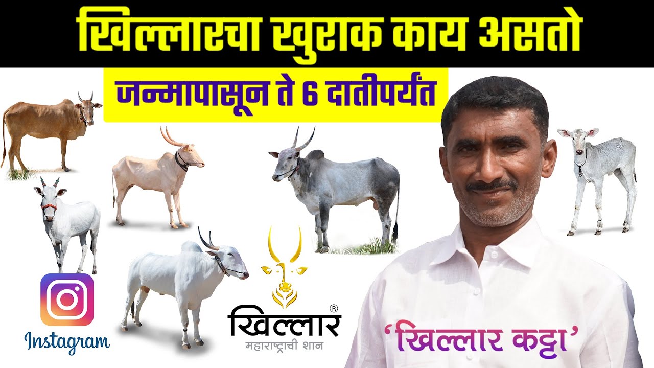 खिल्लार कट्टा 2022 | खिल्लारचा खुराक जन्मापासून-६ दाती पर्यंत | Khillar Maharashtrachi Shaan | 2022