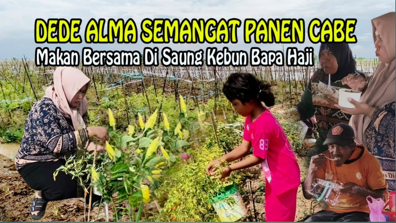 Suasana Desa Bikin Lapar‼️ Makan di Saung Tengah Sawah Sekalian Panen Cabe