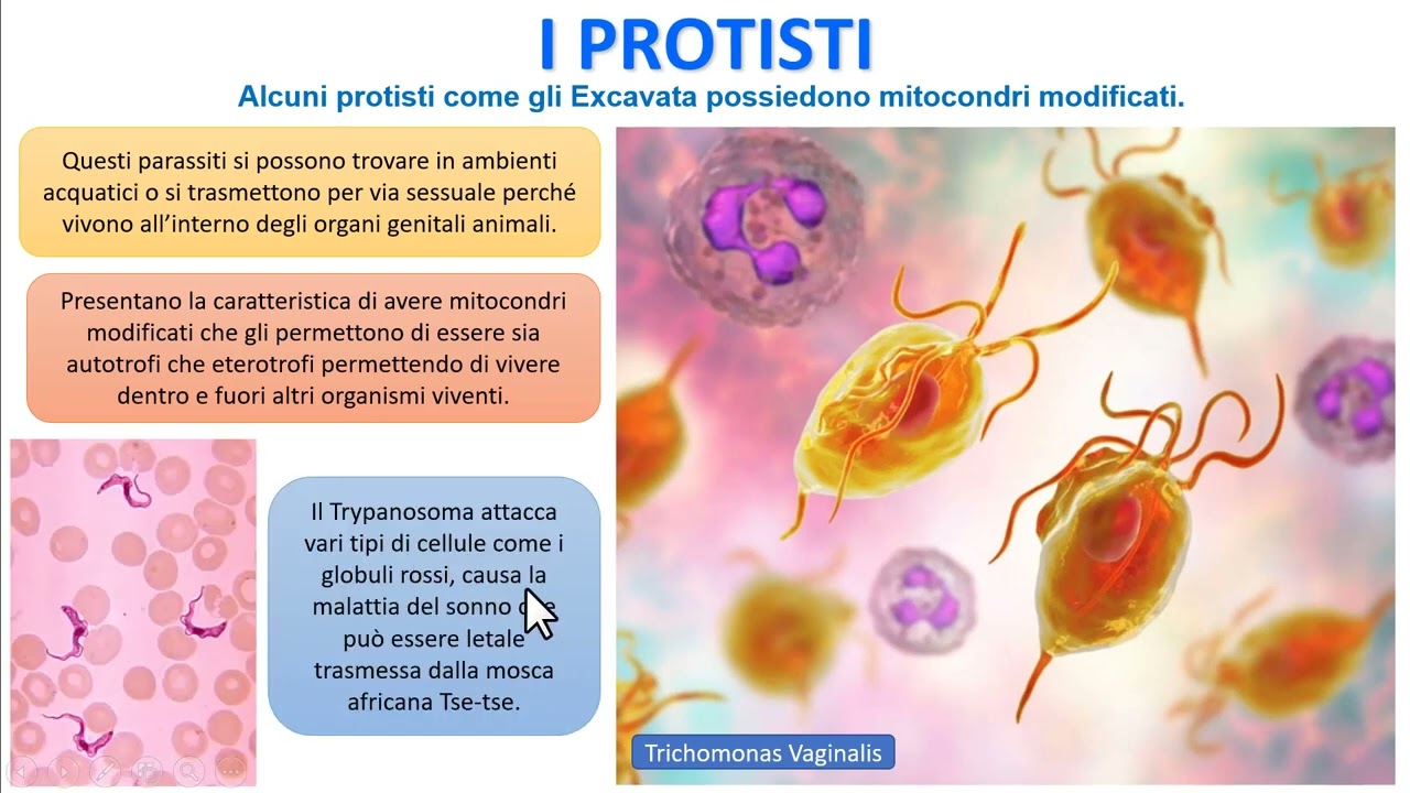 I PROTISTI
