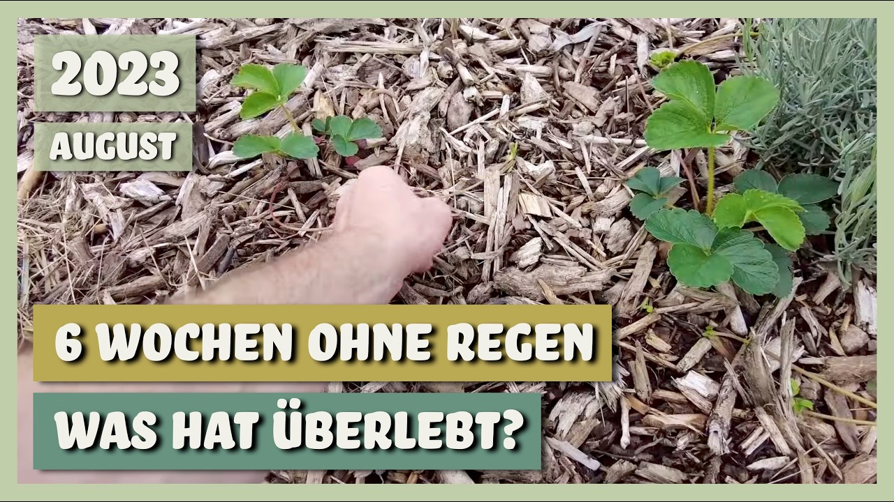 Endlich Regen nach 6 Wochen Trockenheit - Was hat überlebt? | Sortengarten | VLOG 12.08.2023