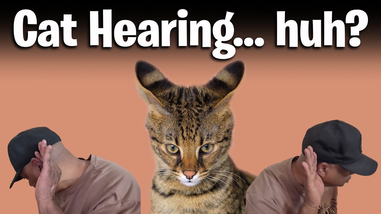 Cat Hearing... huh? | Cool Cats & The D.E.V.