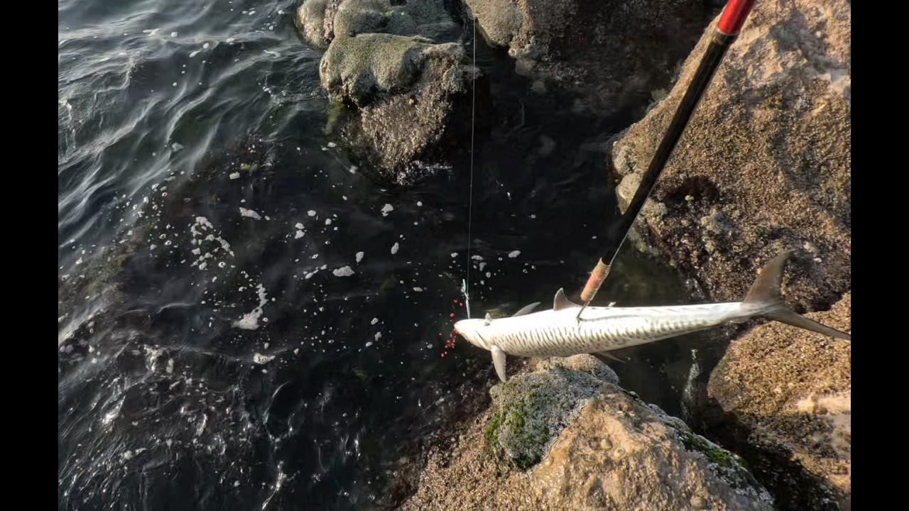 The Most Dangerous Way to Catch Kingfish