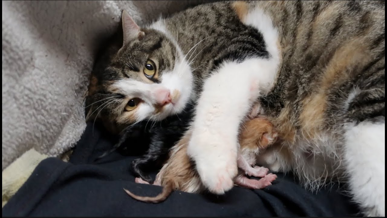 our cat had kittens! | vlogmas #20