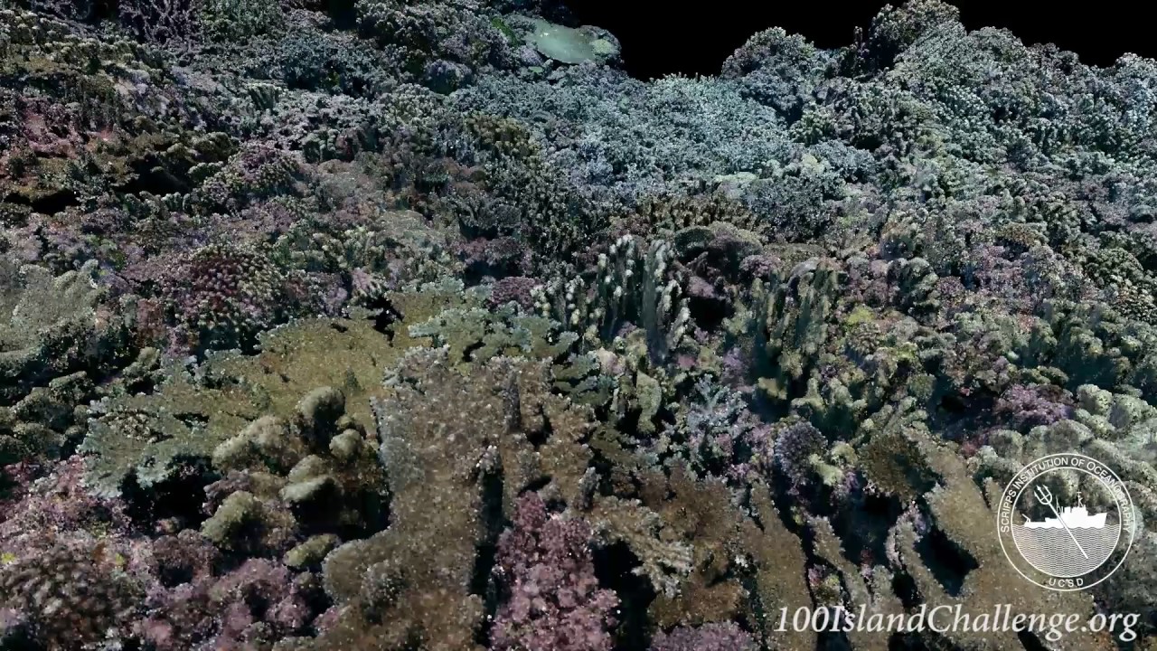 Pakin Atoll (Site 9), Federated States of Micronesia 2016