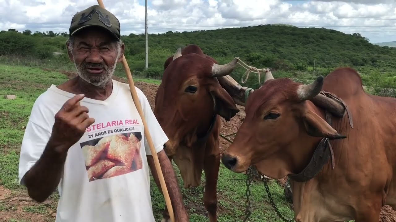 Chico Bom com Gado no Arado Sítio Serrinha São José da Tapera - AL 03 - 05 - 2021 #nordeste