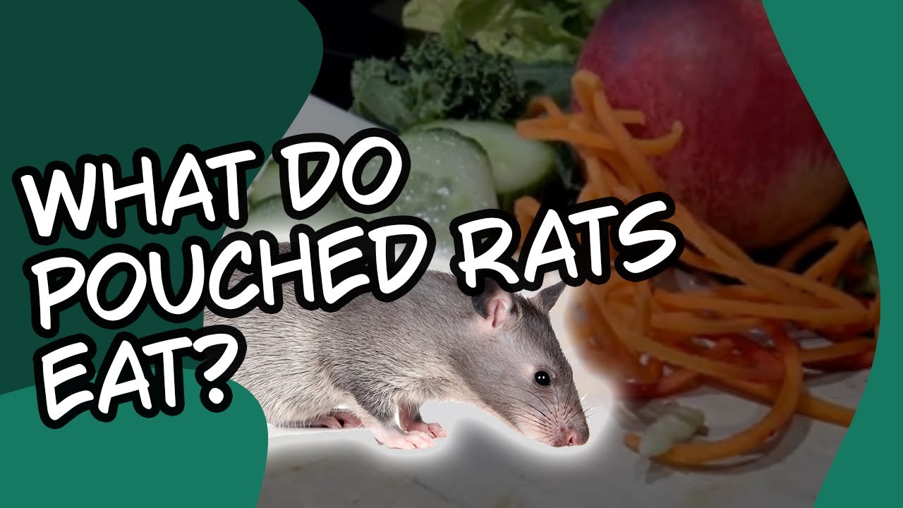 What does a Pouched Rat eat? Pouched Rat Diet Tips Gambian Pouched Rat