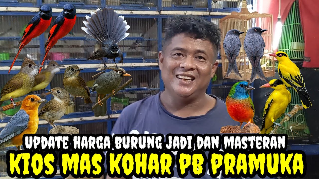 Update harga burung jadi dan gacoran di kios mas kohar pasar burung pramuka 