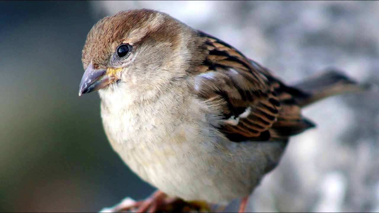 The Sparrow's Lifespan Unveiling the My