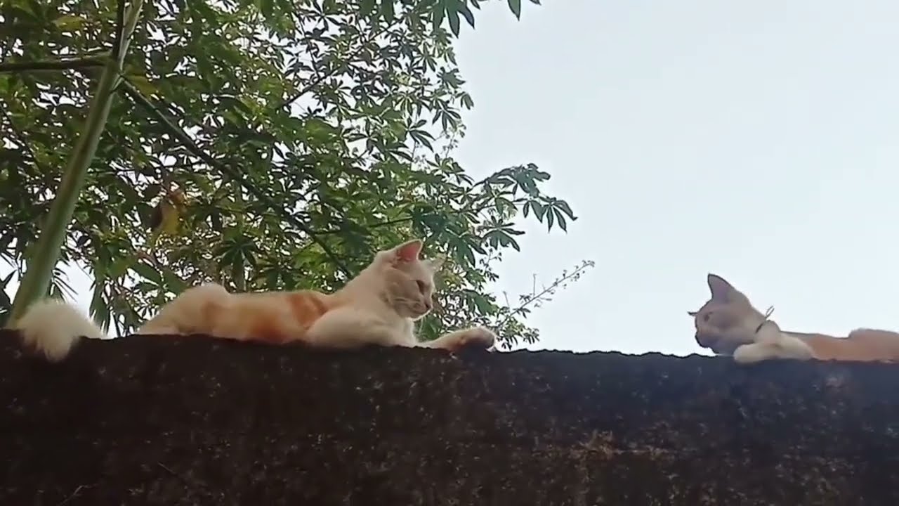 Kucing putih dan kucing oyen mainan bersama🙂