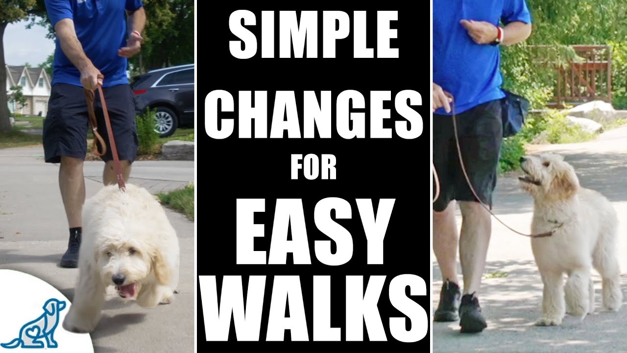 STOP Annoying Leash Pulling BEFORE It Starts