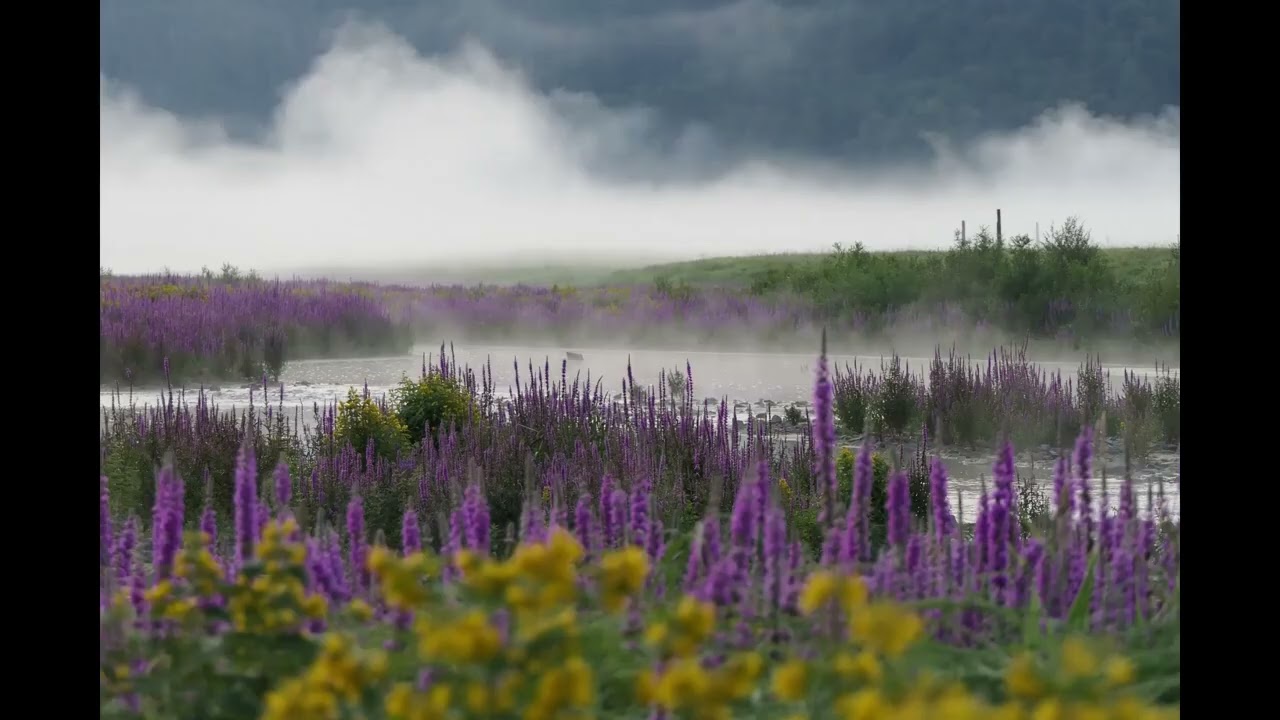 Lavender Fields Calm