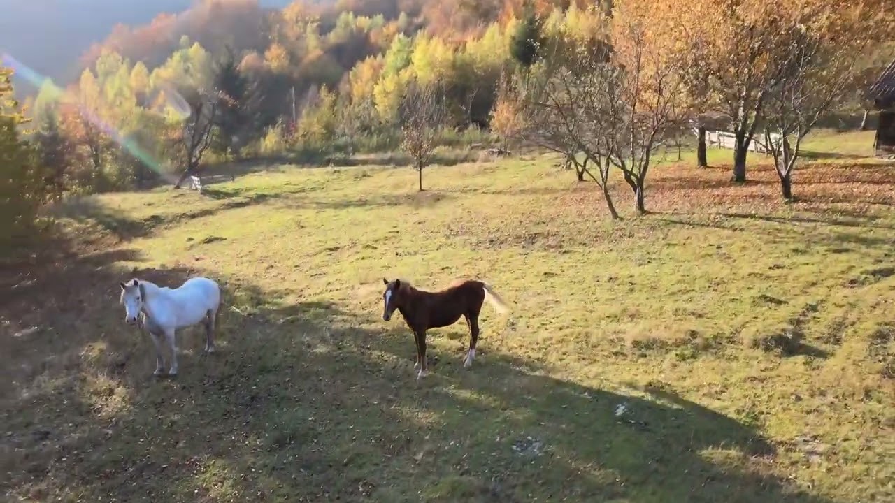 Осіння краса Карпат | Карпати з висоти пташиного польоту | Autumn in the Carpathians