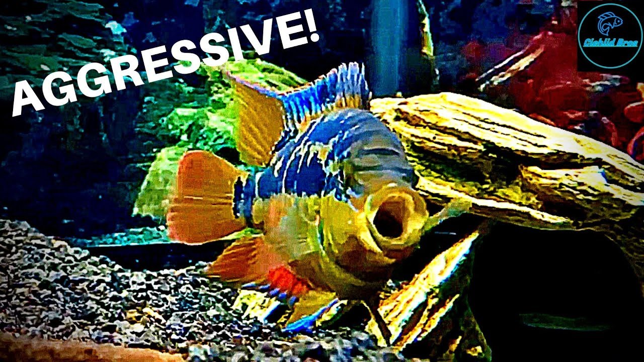 Salvini Aggression - Tips & How to Manage
