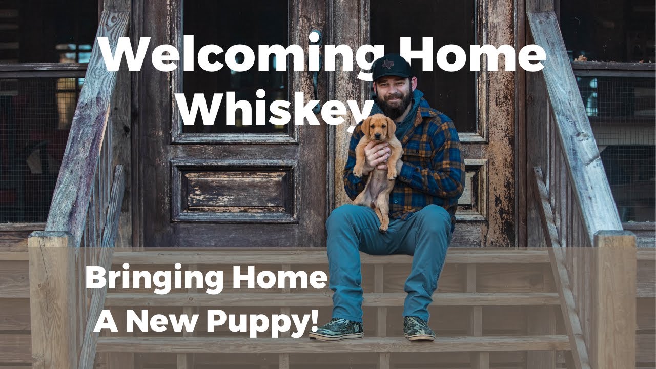 Welcoming Whiskey: Bringing Home a British Lab Puppy for Hunting and Companionship