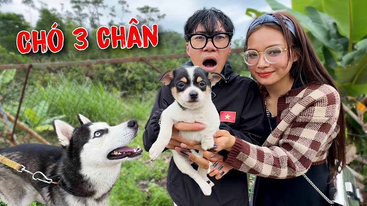 SỐC NẶNG! Phản Ứng Của Dương KC Ngáo Husky Gấu ALaska Khi Lần Đầu Thấy Chú Chó 3 Chân | Toàn Ngơ
