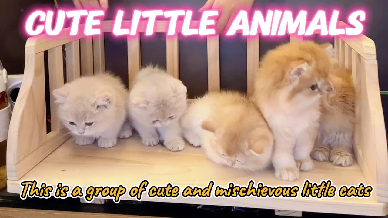 cute little animals | That group of cute little cats, how adorable they are