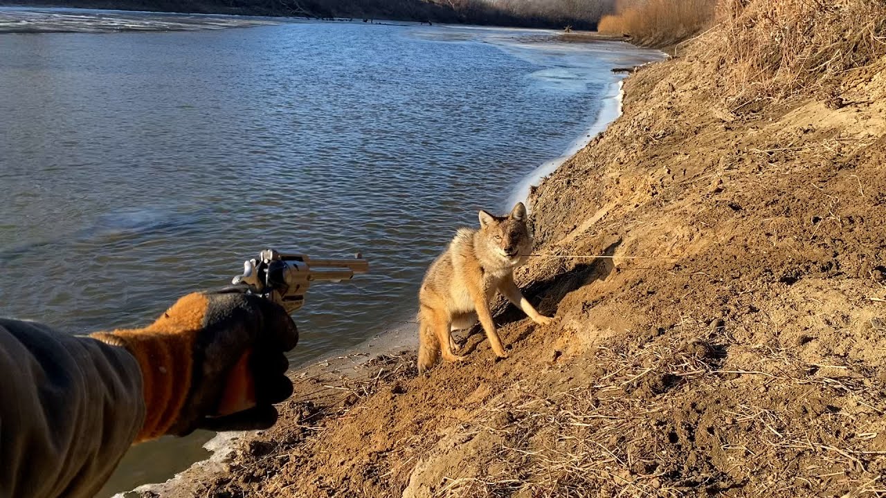 Trapping PACKS of COYOTES along a River! He let me PET him! (3 coyotes in 2 days)