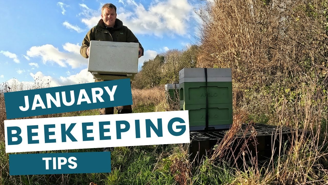 Winter Beekeeping in January – Essential Tips for UK Beekeeper