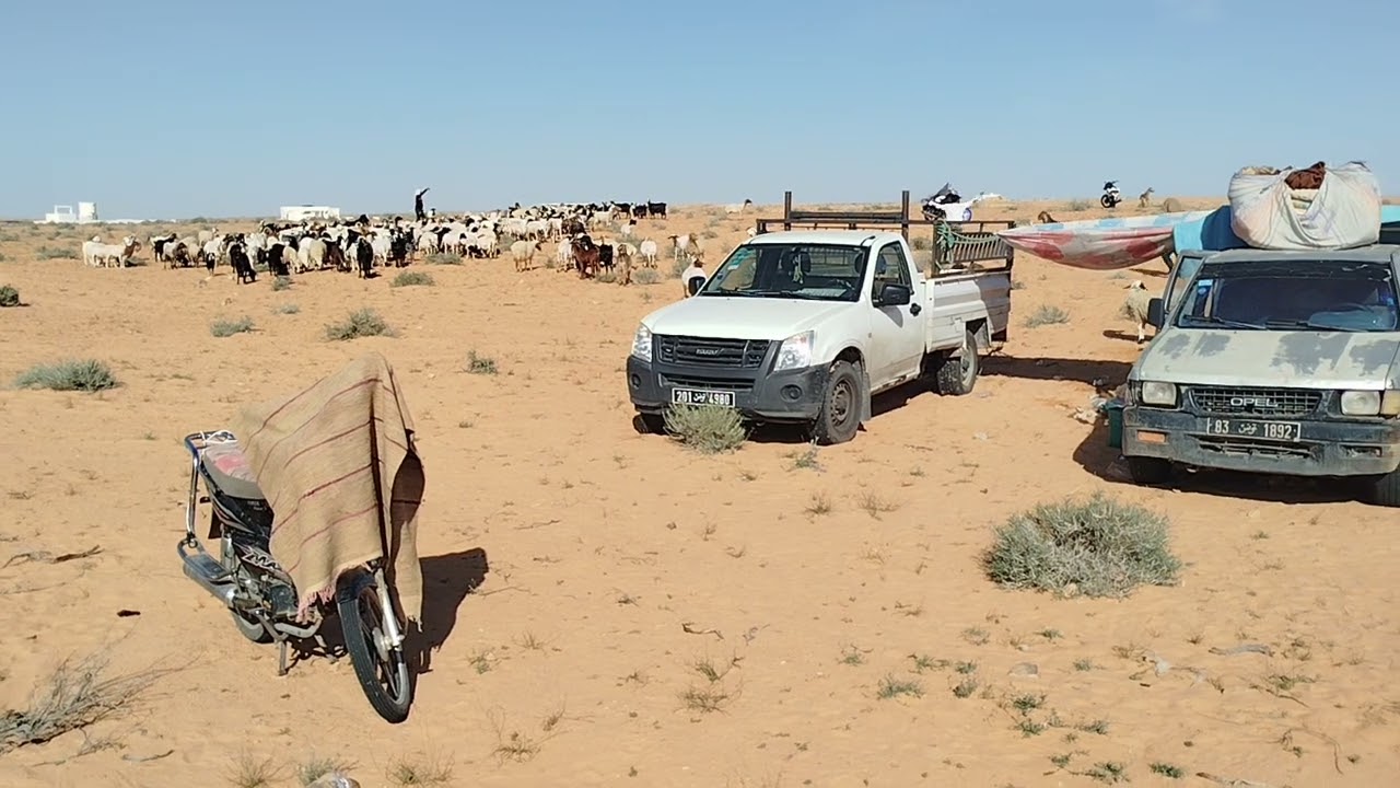 اجواء موسم الجز ماي 2024.. جاز غمراسن.. جاز بني خداش