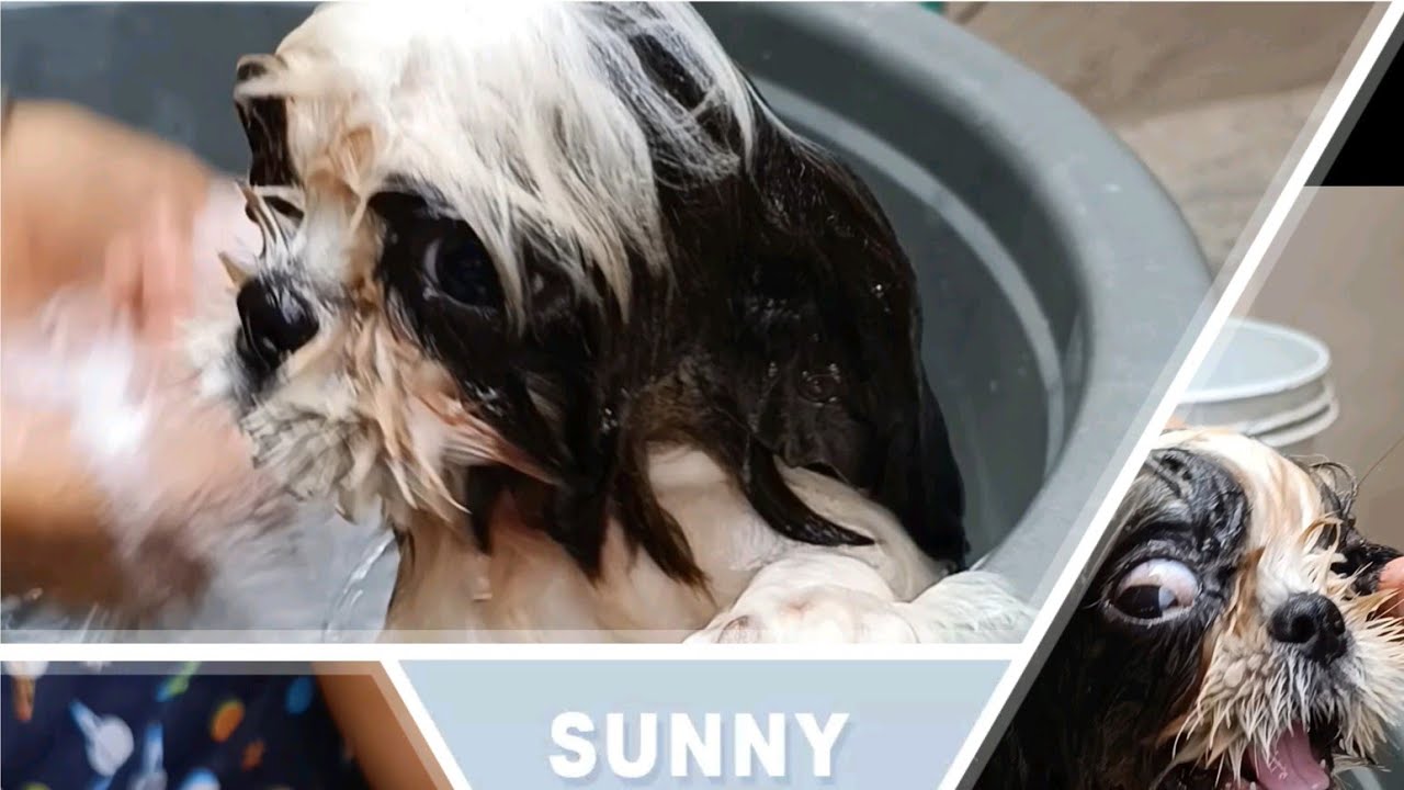 லியோ முதல் குளியல் first bath for leo.... @shihtzuboy2026 