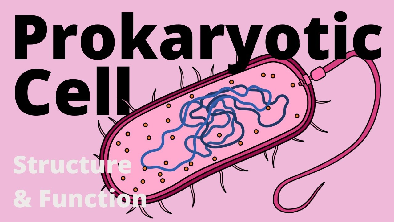 Структура и функции прокариотической клетки (бактерий)