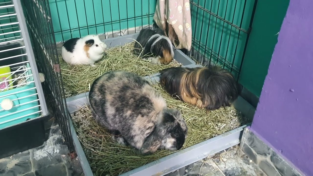 ¿PUEDEN convivir bien cobayas, conejos , chinchillas y degús? 🤔