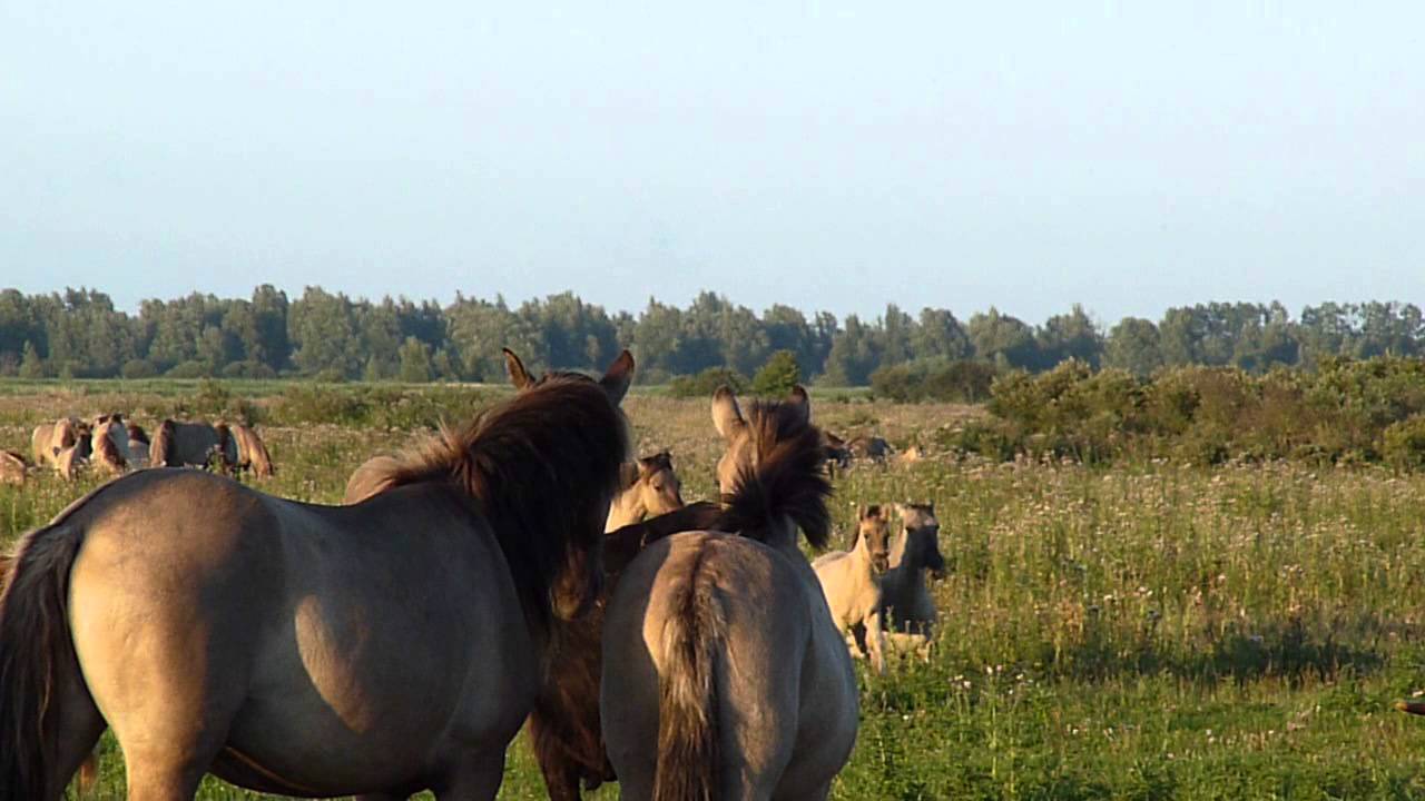 Vroege Vogels - Konik hengst