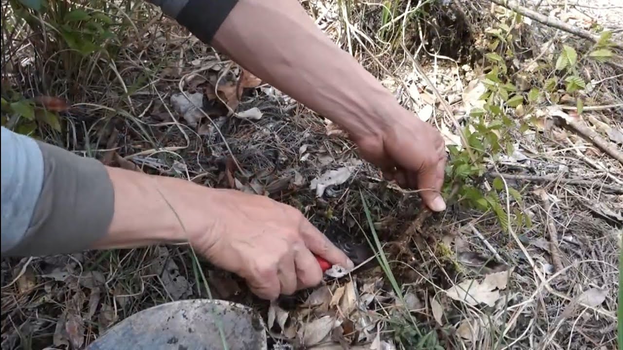 【YAMADORI】仕事現場の植林山からアカシデの苗木を採取して育てる　♯430