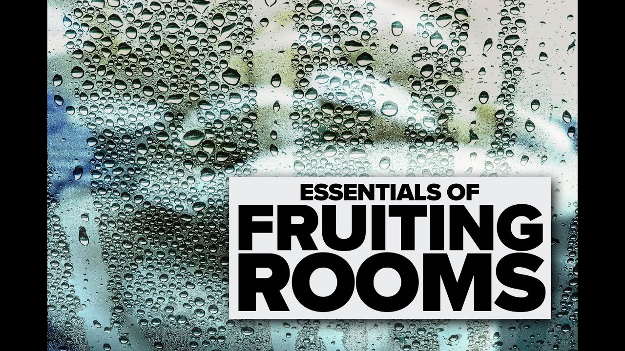 This is everything you need to know about creating your fruiting rooms for home-grown mushrooms.