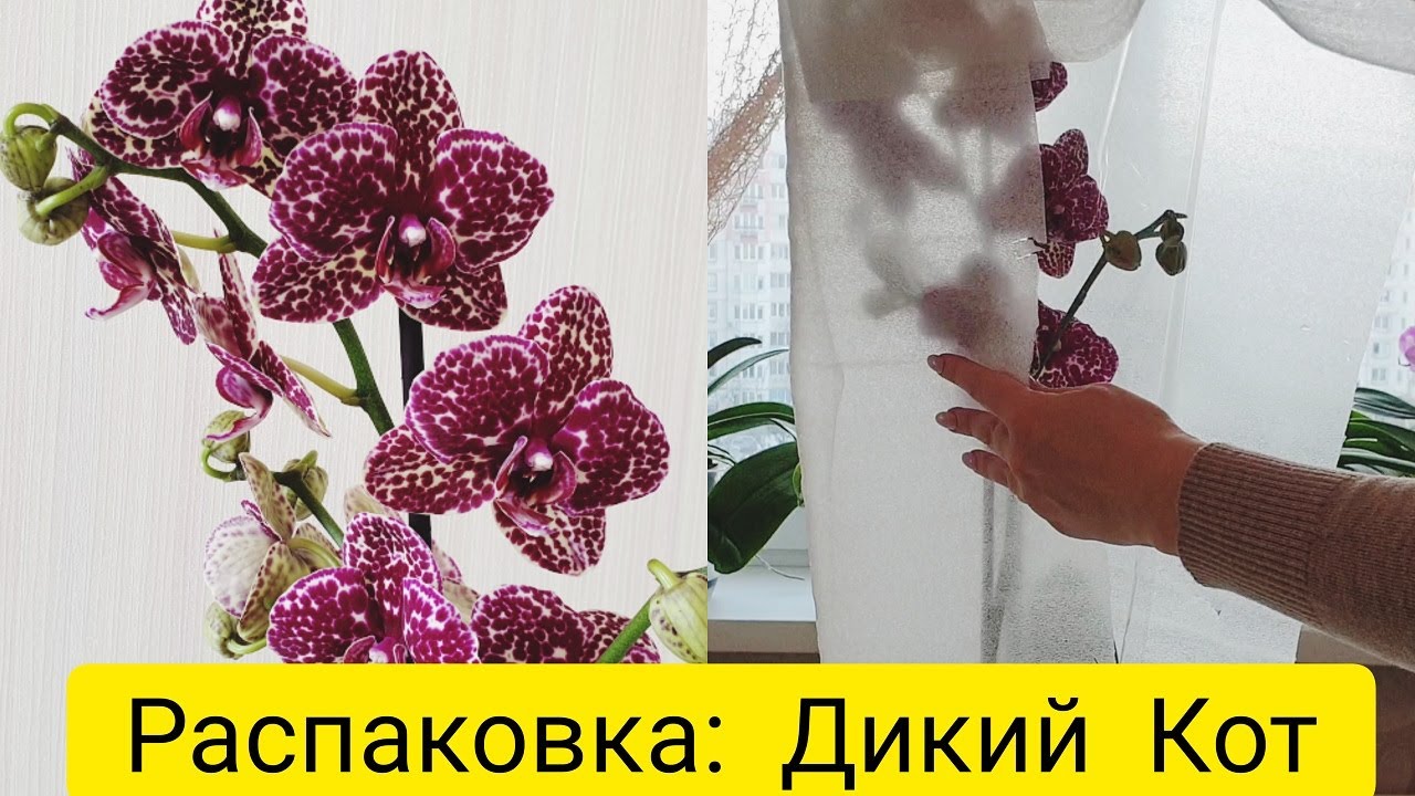 Распаковка новой орхидеи || Орхидея Дикий кот