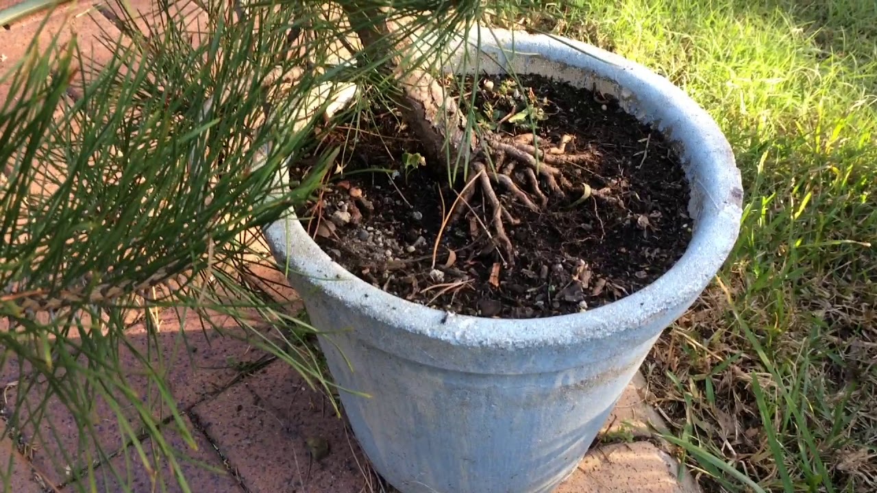 Japanese Black Pine Air Layer Process, Shimpaku Air Layer Update