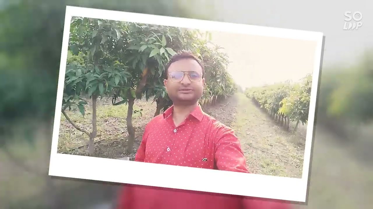 सबसे पहले फल जिसके हाथ, सबसे ज्यादा पैसे सिर्फ उसीके पास|| UHDP kesar mango Technique @Indoisrael