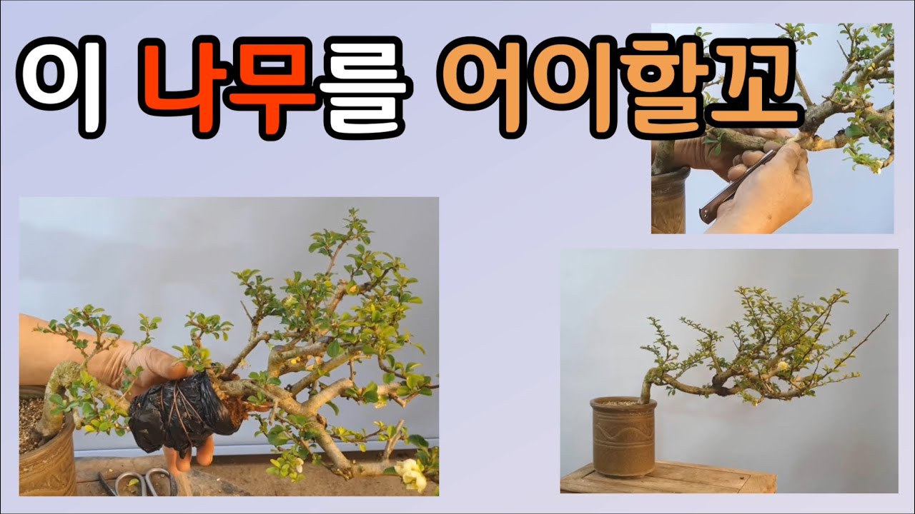 분재관리 93강, 이 나무를 어이할꼬