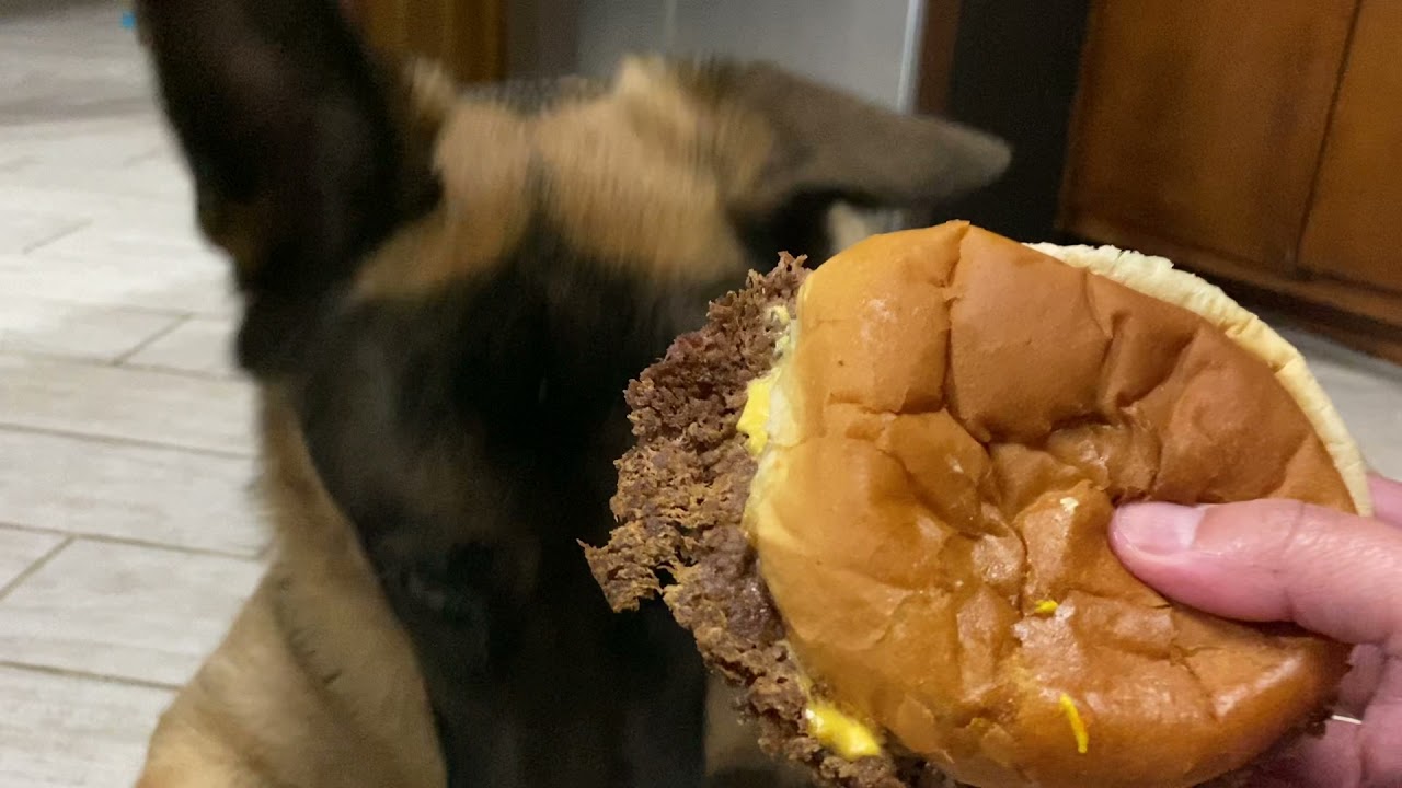 German Shepherd eats burger like human