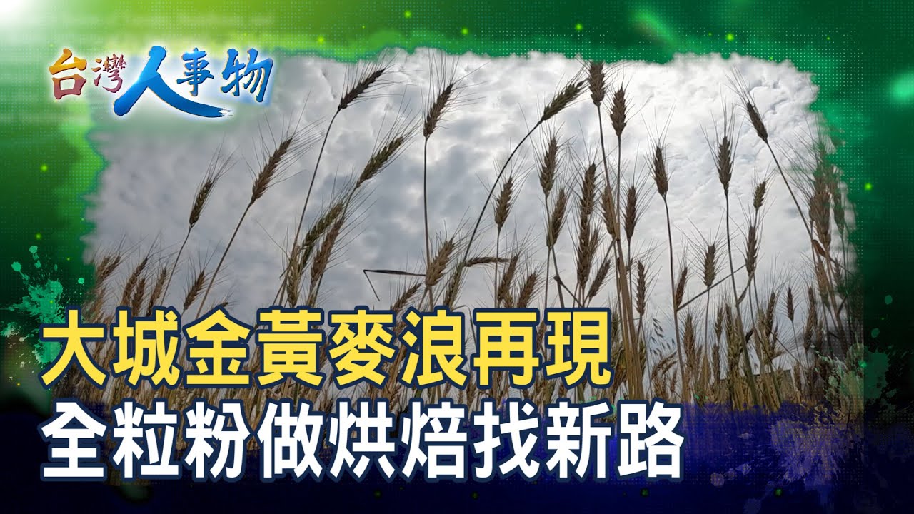 復耕有成”大城新麥點”｜黑翅鳶農場｜【台灣人事物】2025.12.27