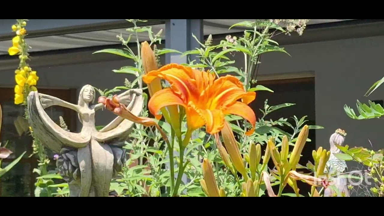 Gartenrundgang im Juni 2024