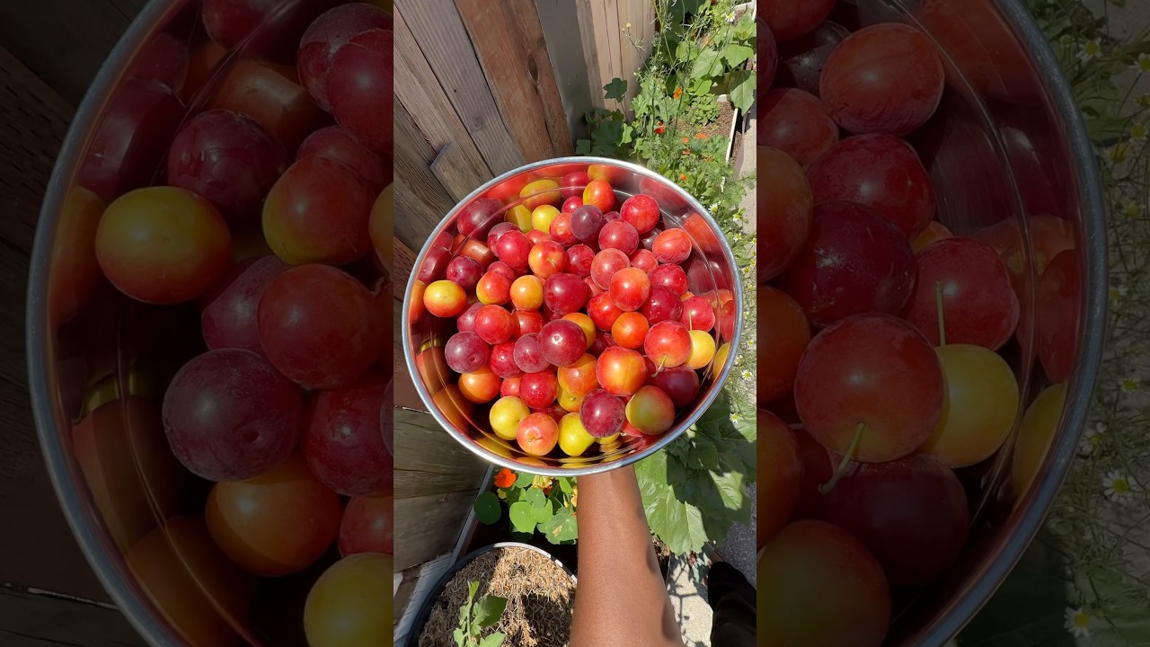 Plum harvest! #gardening #organicgardening #urbangardening
