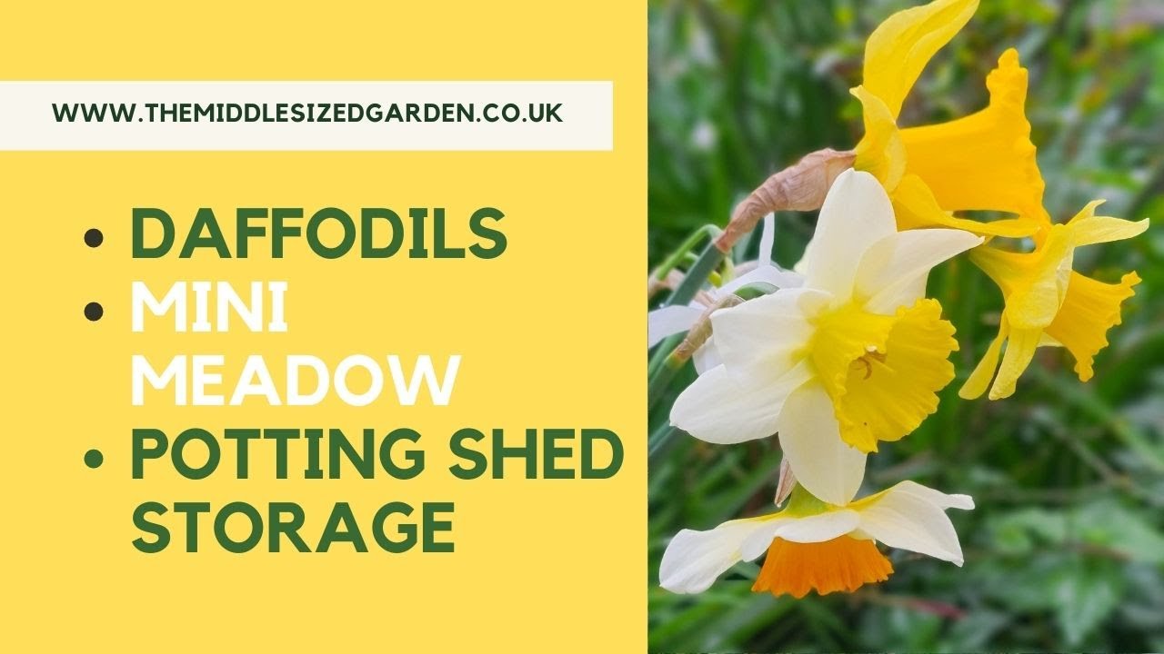 Spring garden tips and tour - make the most of your daffodils!