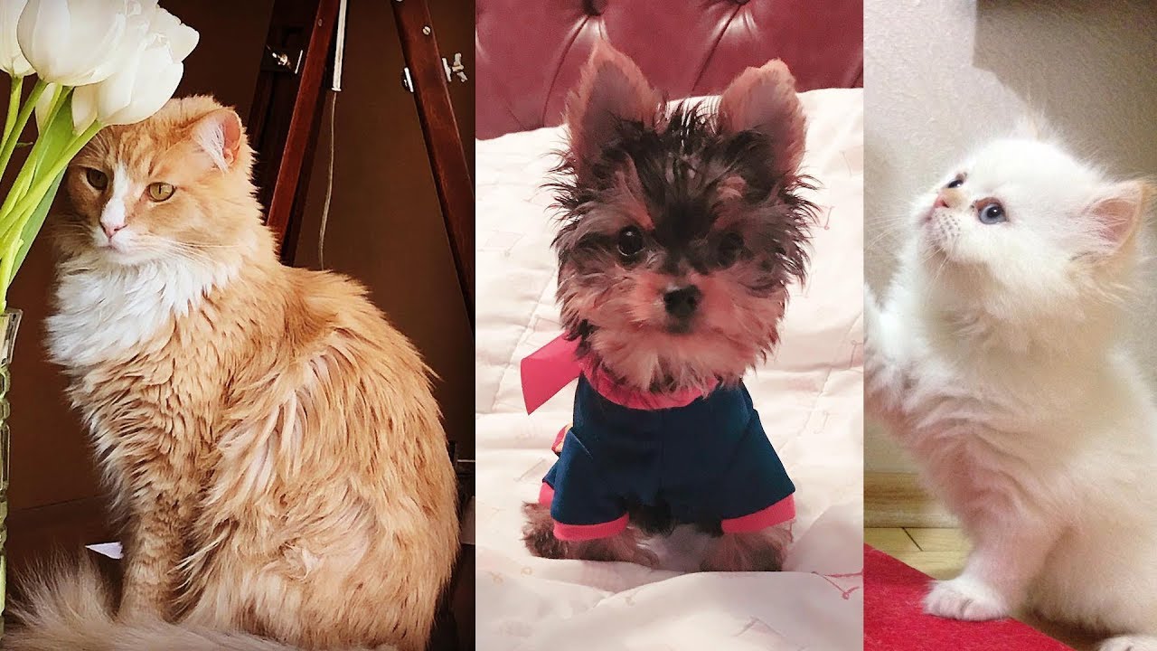 Funniest Dogs 🐶 and Cats 🐱 Awesome Funny Pet Animals' Life Videos 2019 #3
