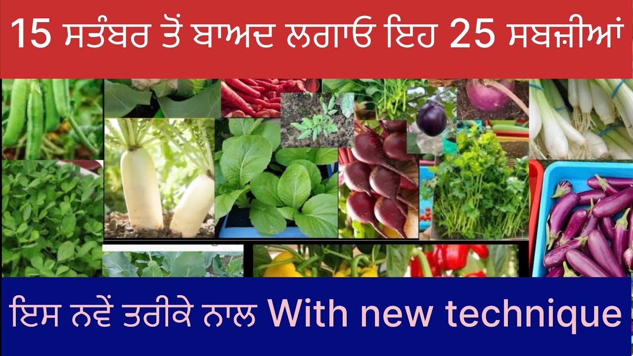 ਸਤੰਬਰ ਵਿੱਚ ਲਗਾਓ ਇਹ 25 ਸਬਜ਼ੀਆਂ । sow these 25 vegetables in September .