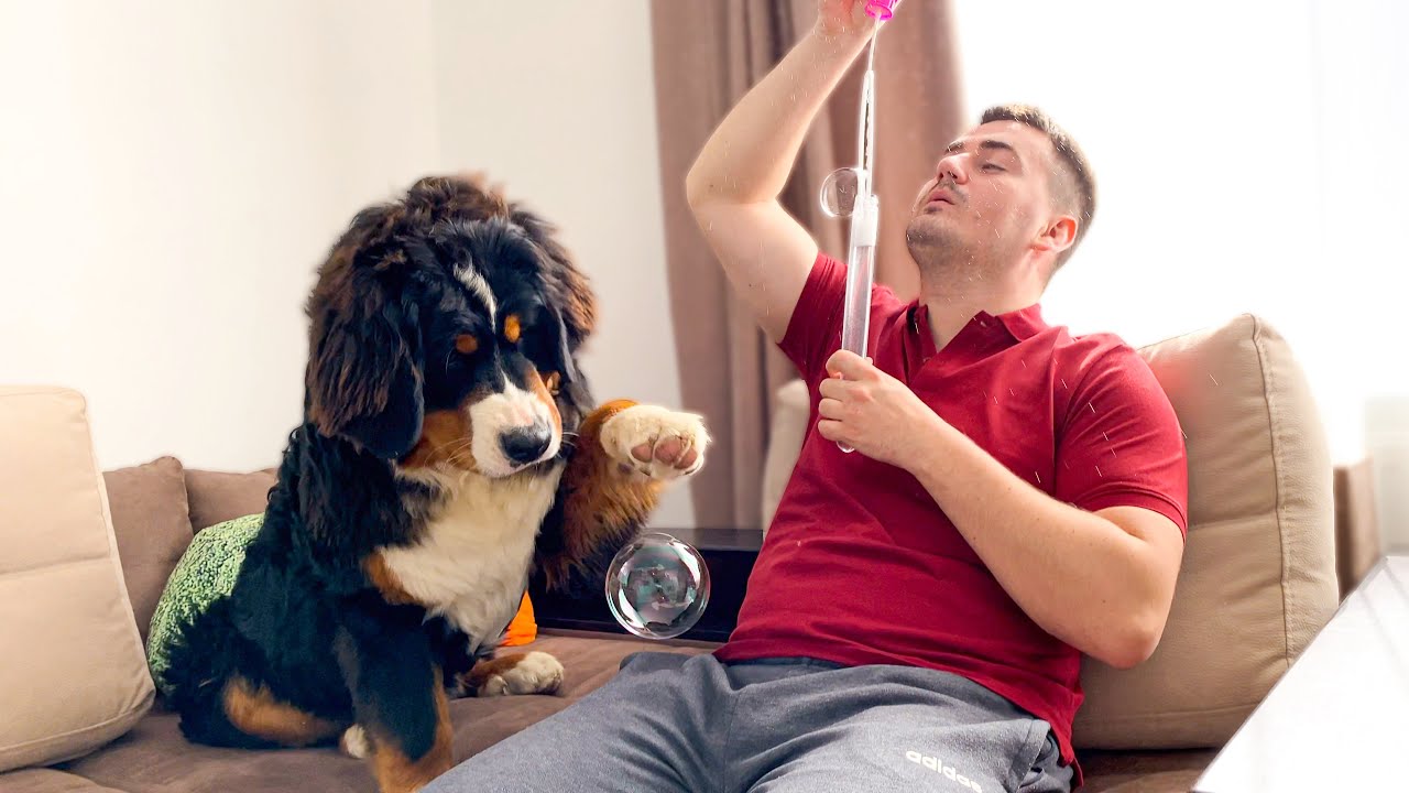 Bernese Mountain Dog Reacts to Bubbles for the First Time!