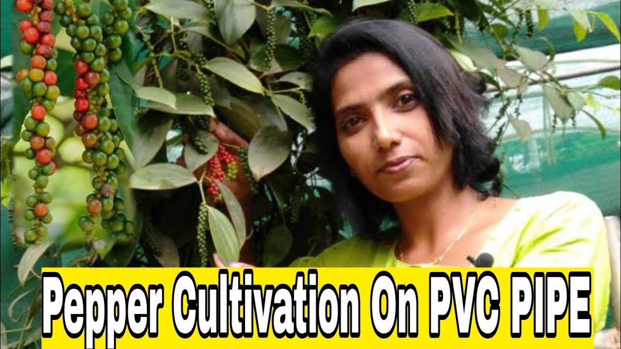 👍🔥🔥Black pepper cultivation on PVC pipe | Tech flora.