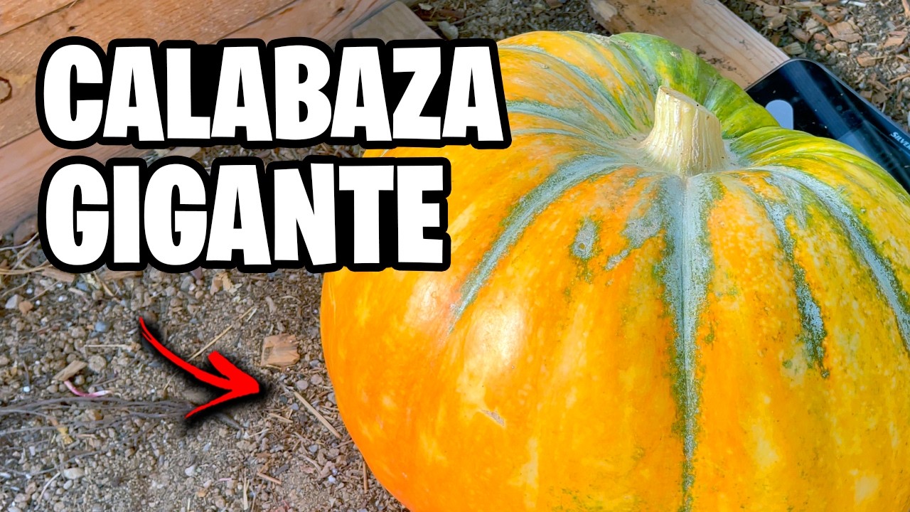 HAZ ESTO para Cultivar CALABAZAS GIGANTES!! Secretos del Cultivo Paso a Paso | La Huerta de Ivan